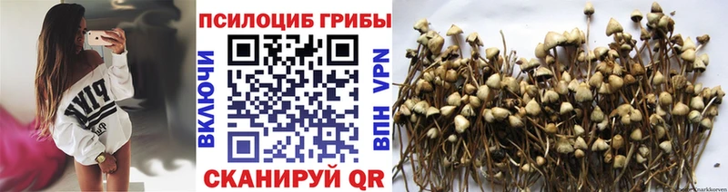 Псилоцибиновые грибы Psilocybine cubensis  Каменск-Уральский 
